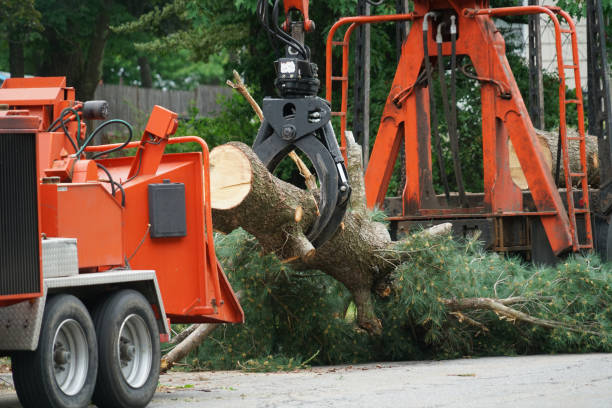 Reliable Cody, WY Tree Service Solutions